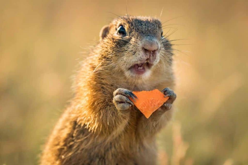 Anestesia e aumento de peso: Não há evidências científicas sólidas que estabeleçam uma relação direta entre a anestesia e o aumento de peso a longo prazo.