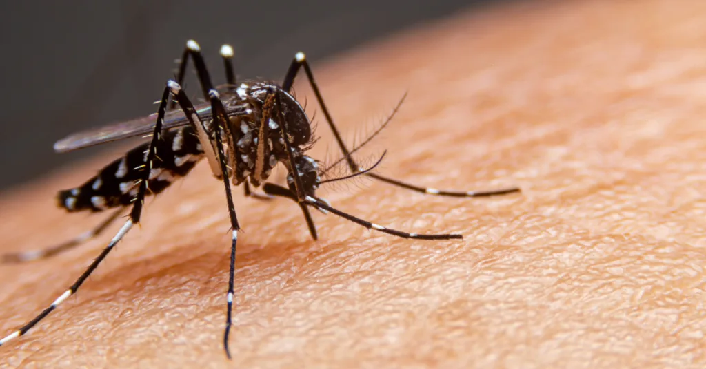Descubra tudo sobre a dengue: prevenção, tipos, sintomas e tratamento em nosso guia completo. Proteja-se e ajude a combater essa epidemia.